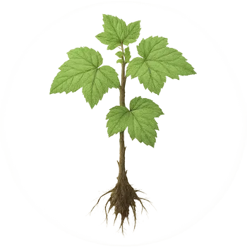 Саженец смородины